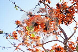 Beautiful palas flowers on blur background blooming in summer.