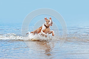 Beautiful pale blue dog breed American Staffordshire Terrier bathe in water photo