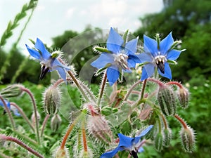 Beautiful pale blue flowers of a medicinal plant borage, close-up. A plant with bristly or hairy all over the stems and leaves
