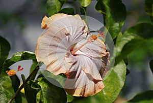 Beautiful pale color of Chinese Hibiscus Daddys Girl flower