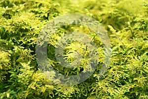 Beautiful Pale Green moss grown up cover and on the floor in the forest. Closeup view. Uneven surface full of alife tiny