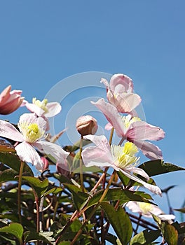 Beautiful pale pink flowers from Clematis Montana `Mayleen` in Spring