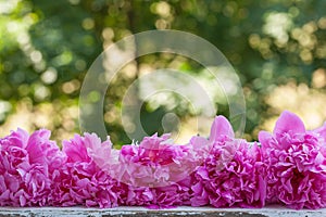 Beautiful pale pink peonies onnature green background.