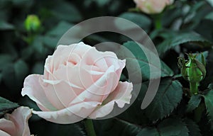 Beautiful pale pink/white roses and buds.