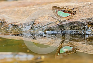 Beautiful The Pallid Nawab butterfly eat mineral in nature