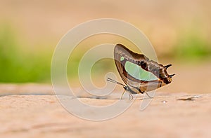 Beautiful Pallid Nawab butterfly eat mineral in nature photo