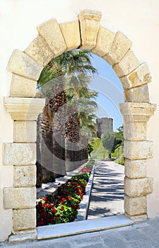 Beautiful palm alley in the park through old window