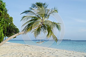 Beautiful palm beach in Maldives