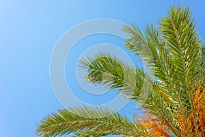 beautiful palm branches against clear blue sky