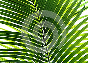 Beautiful palm leaf isolated