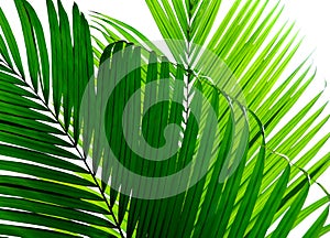 Beautiful palm leaf isolated