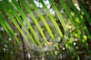 Beautiful palm leaf in jungle.