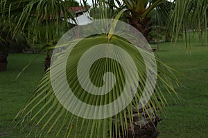 Beautiful palm leaf and tree outdoors. Tropical plant