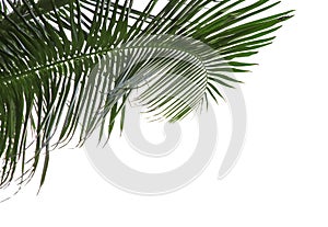 Beautiful palm leaves against sky. Tropical plant