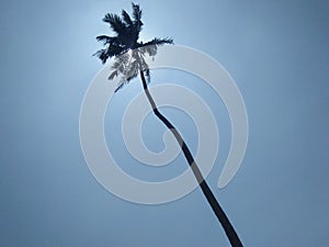 beautiful palm with sunrise sky sri lankan