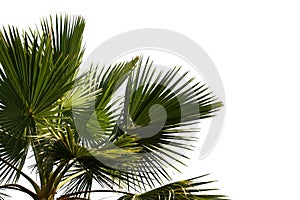 Beautiful Palm Tree photo