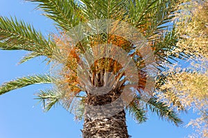 beautiful palm tree against clear blue sky. photo from below