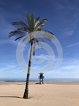 Beautiful palm tree on the beach