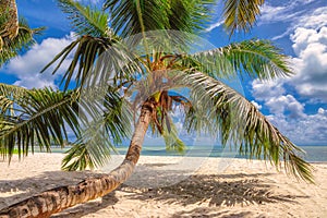 Beautiful palm tree on a beach at Praslin island, Seychelles