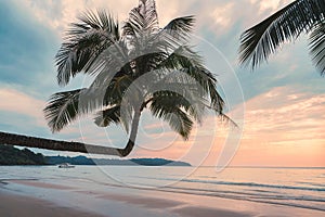 Beautiful palm tree on the beach in tropical sea on summer at the sunset