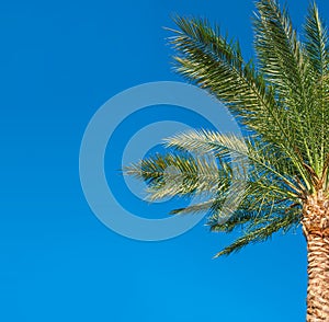 Beautiful palm tree on blue sky background