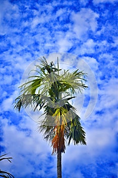 A beautiful palm tree, blue sky, tree with blue sky background, beautiful nature with sky