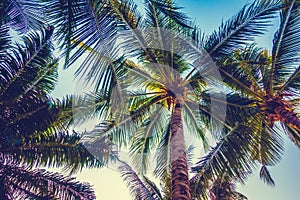 Beautiful palm tree on blue sky