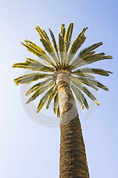 Beautiful palm tree with blue sunny sky