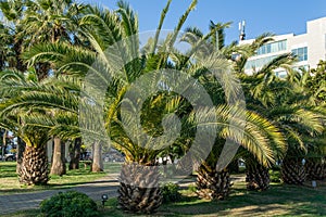 Beautiful palm tree Canary Island Date Palm Phoenix canariensis in Sochi. Famous resort town in south of Russia.