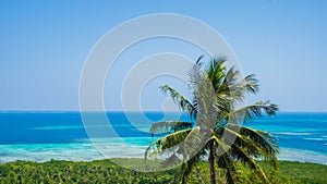 A beautiful palm tree coconut with green forest aerial view sea landscape with blue water sea in sunny day in karimun jawa indones