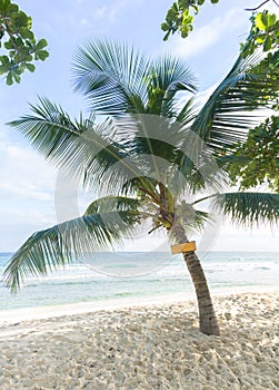 Beautiful palm tree with coconuts on the beach, ocean waves behind and small blank sign