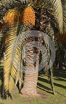 Beautiful Palm Tree with dates. sunny day