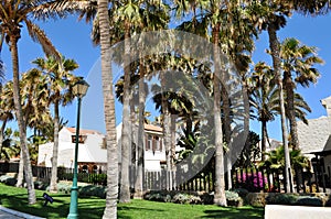 A beautiful palm tree garden and white bungalows in Castillo Caleta de Fuste, Fuerteventura, Canary islands