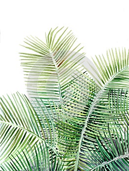 Beautiful palm tree illustration on white background