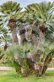 Beautiful palm tree known as Palmito or Dwarf Palmera Chamaerops humilis with thick trunks and irregular shape photo