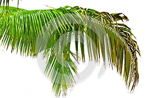Beautiful Palm Tree Leaf photo