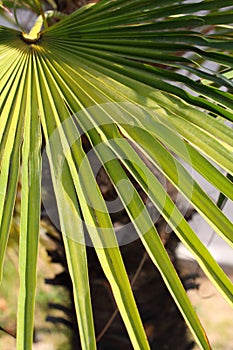 Beautiful Palm Tree Leaf