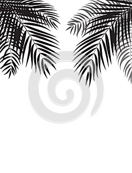 Beautiful Palm Tree Leaf Silhouette Background Vector