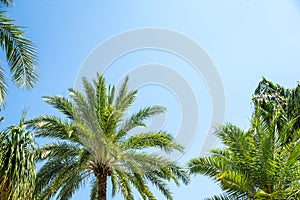 Beautiful palm tree leave with blue sky and copy space, use for summer and beach content