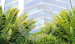 Beautiful palm tree leaves with city office building background with sunlight and copy space