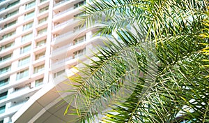 Beautiful palm tree leaves with city office building background with sunlight and copy space