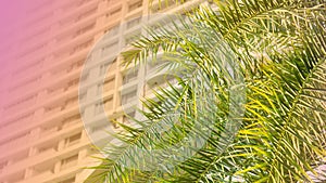 Beautiful palm tree leaves with city office building background with sunlight and copy space