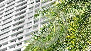 Beautiful palm tree leaves with city office building background with sunlight and copy space