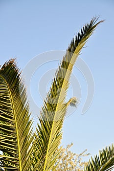 Beautiful palm tree leaves under blue sky