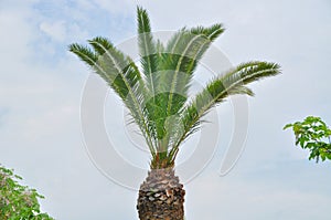 Beautiful palm tree leaves under blue sky