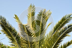 Beautiful palm tree leaves under blue sky