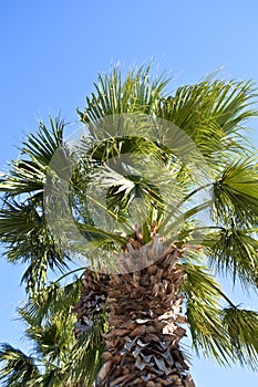 Beautiful palm tree leaves under blue sky