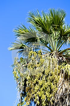 Beautiful palm tree leaves under blue sky