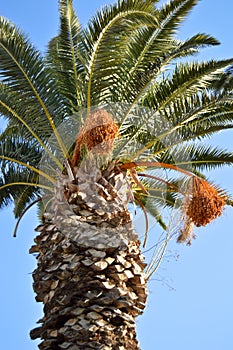 Beautiful palm tree leaves under blue sky