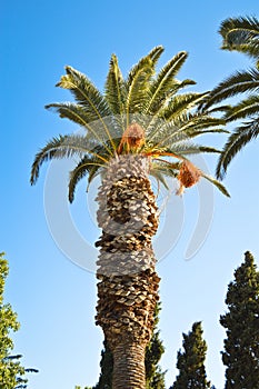 Beautiful palm tree leaves under blue sky